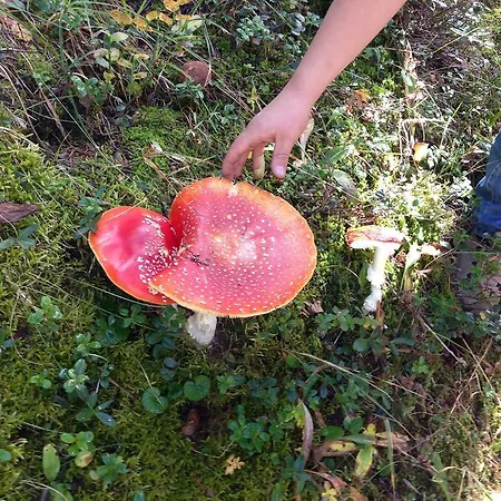 Naturfreundehaus Clavadel Мініготель Давос